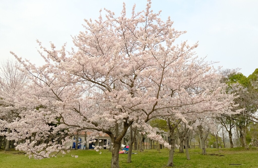 桜