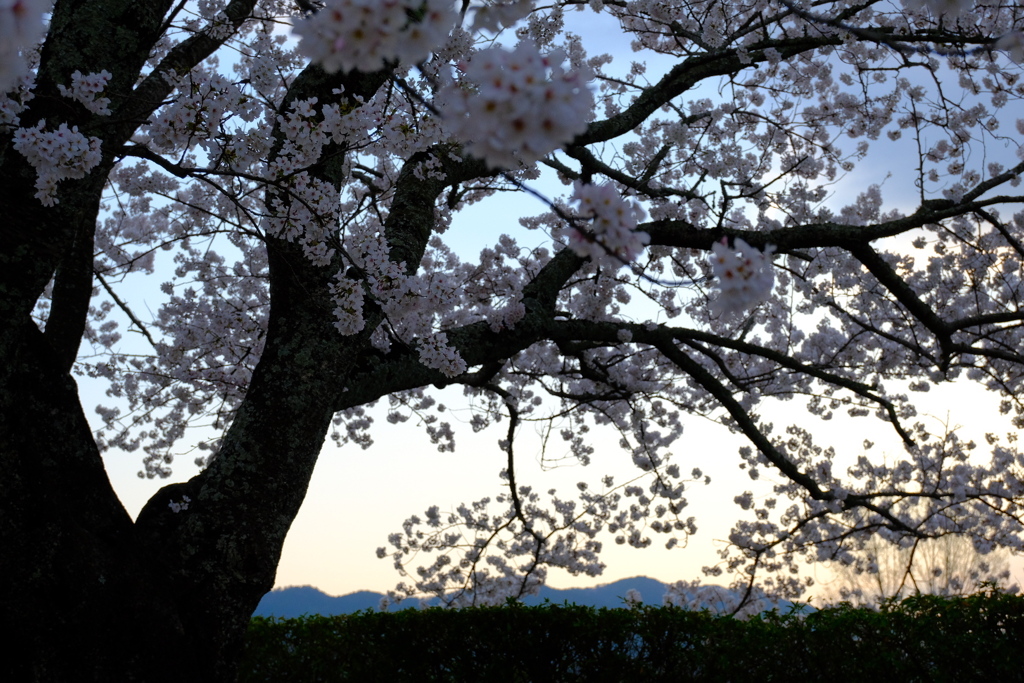 もう夕方