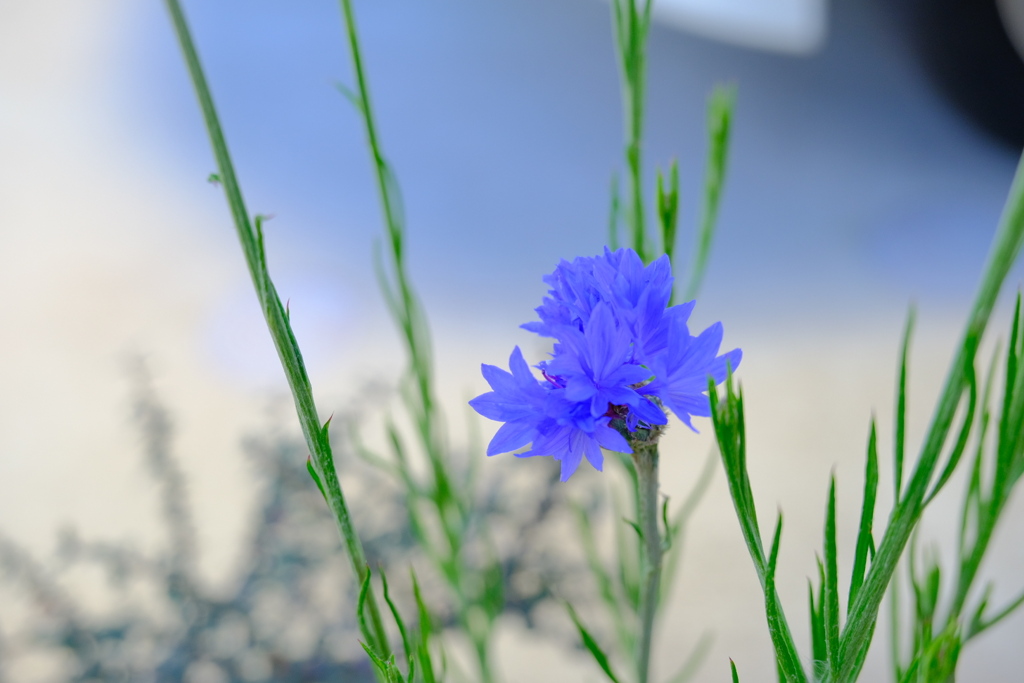 紫の花