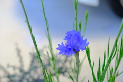 紫の花