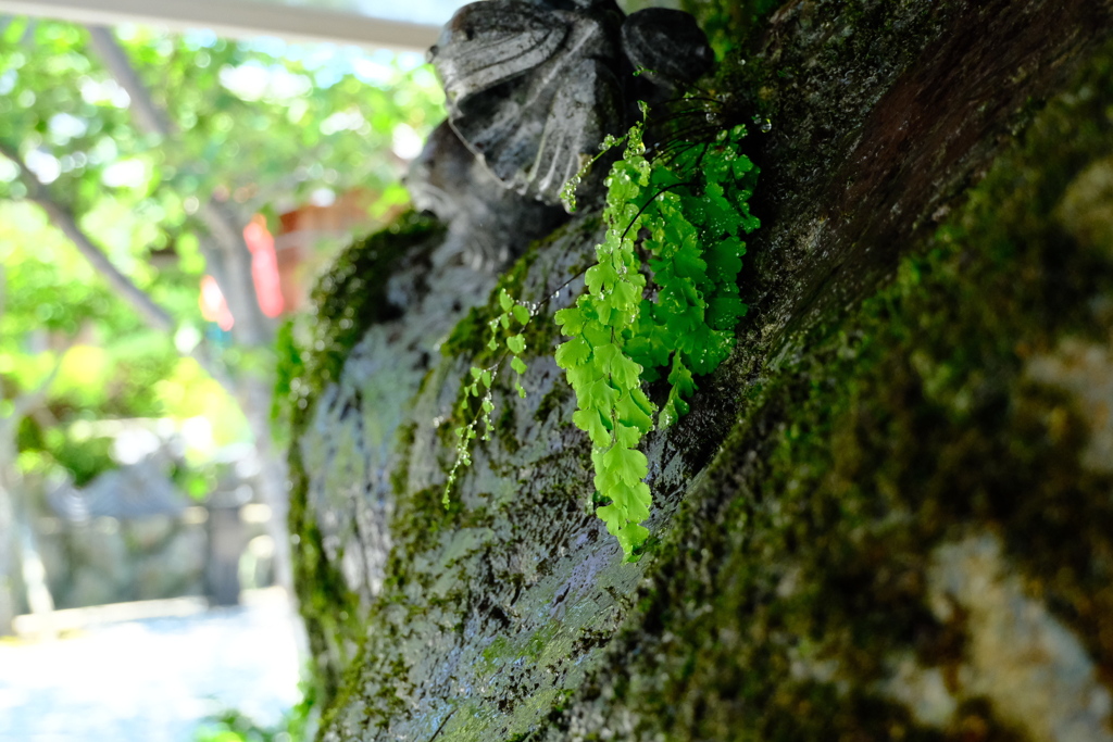 須磨寺散歩