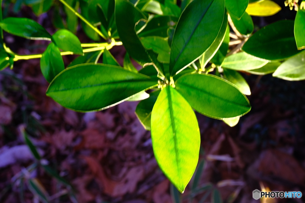 葉っぱもライト