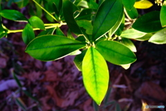 葉っぱもライト