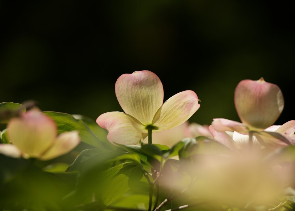 初夏の香りが・・・