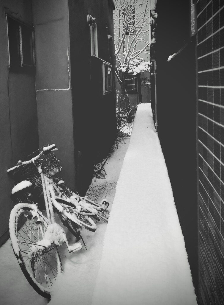 雪の朝