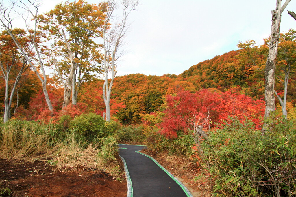 紅葉・八甲田山02