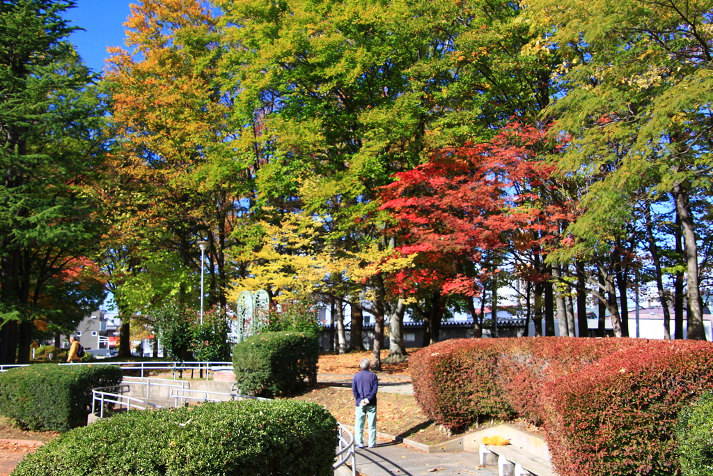 公園の紅葉04