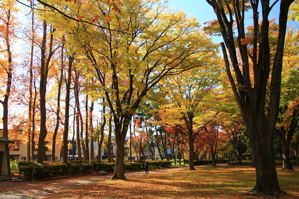 公園の紅葉02