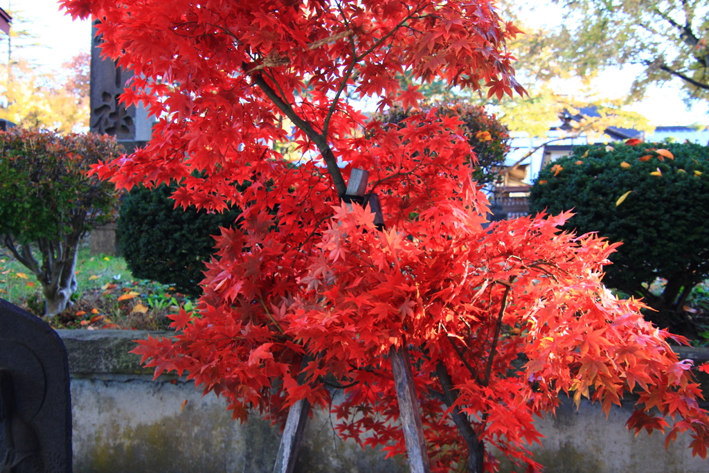 最勝院の紅葉02