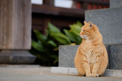 お寺で働く猫さん