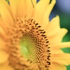 夏の顔
