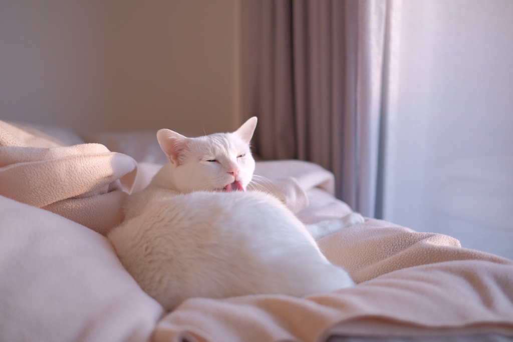 お猫さまの日