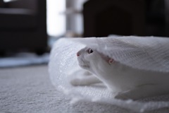 ガサガサ プチプチ