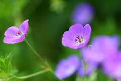 花　丘陵公園1