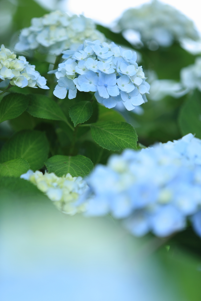 紫陽花のうた