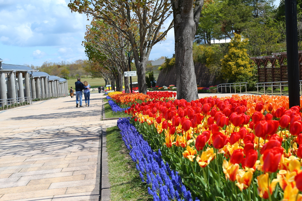 越後丘陵公園　チューリップ①