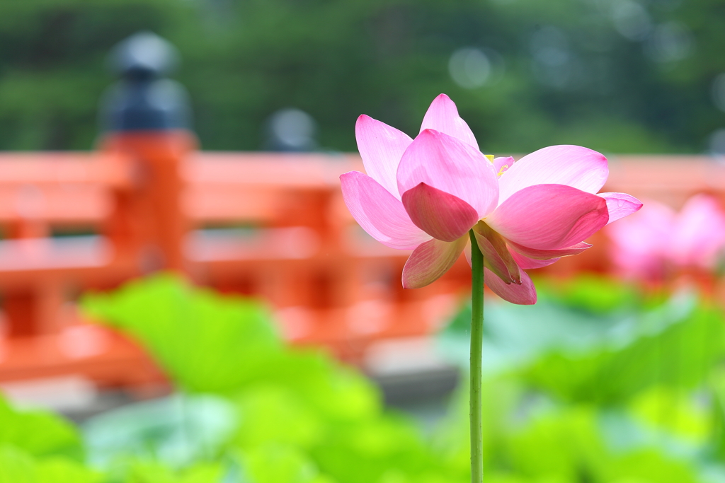 高田公園ハス18