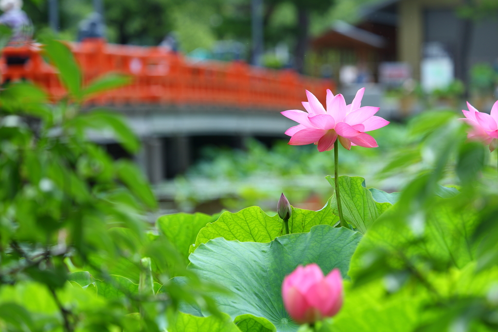 高田公園ハス20