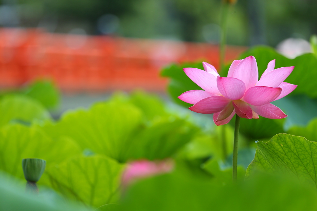 高田公園ハス21