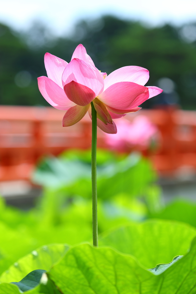 高田公園ハス16