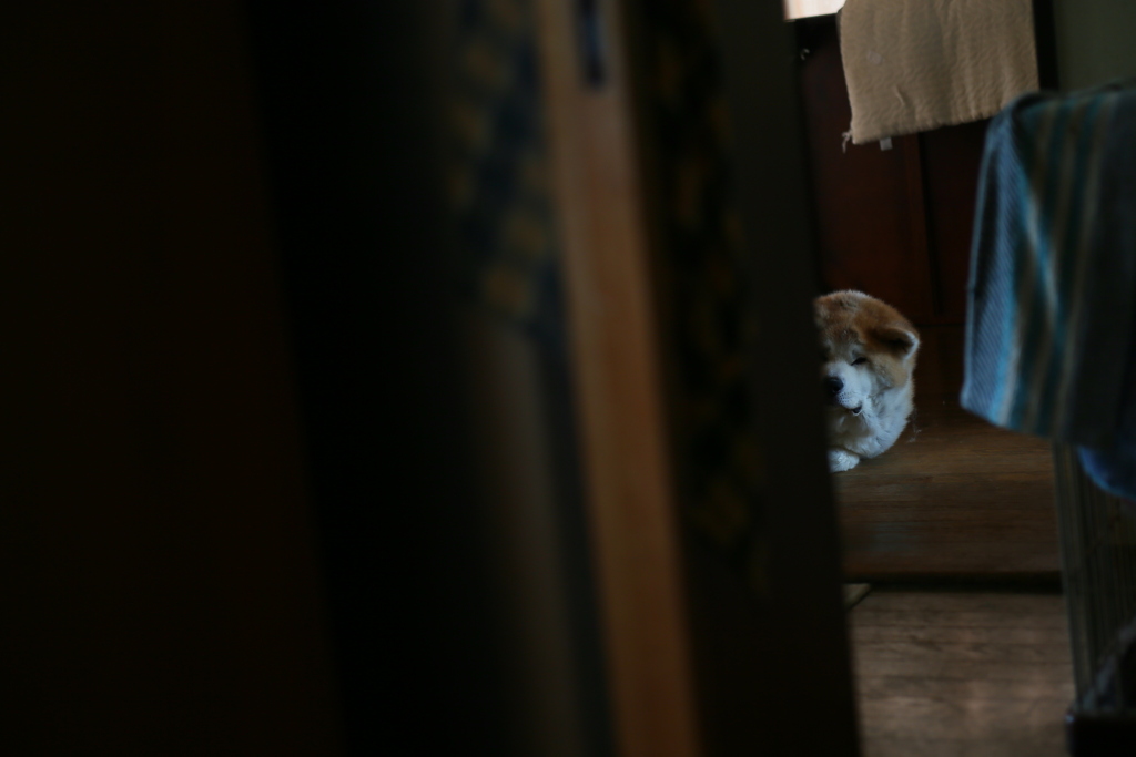 秋田犬は見た！