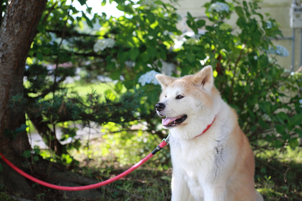 秋田犬のヨン