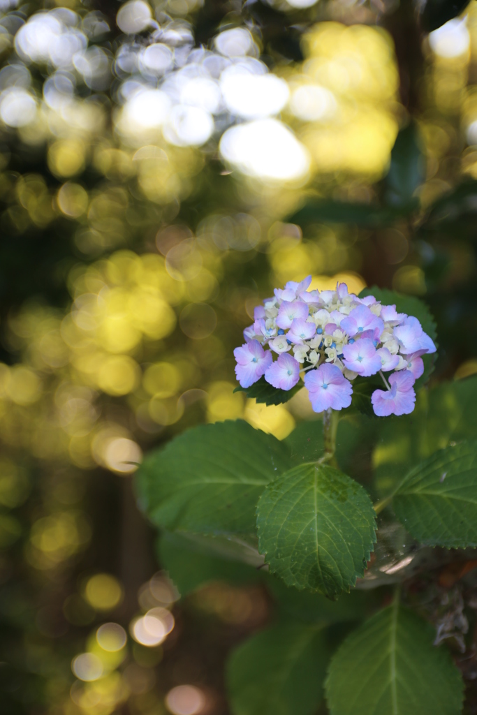 紫陽花　光