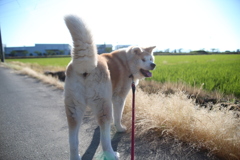 秋田犬ヨン　1