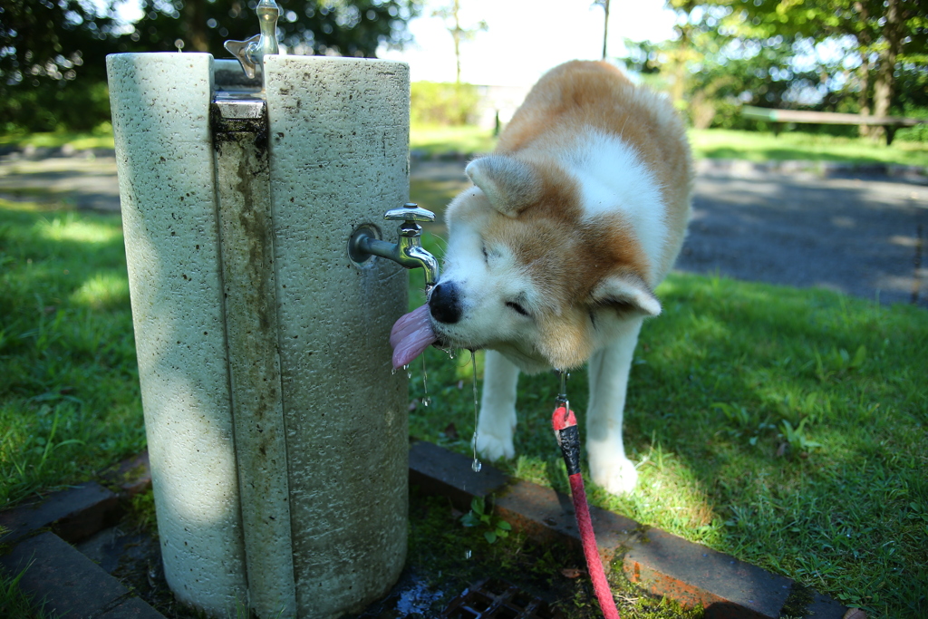 秋田犬　水飲み