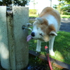 秋田犬　水飲み