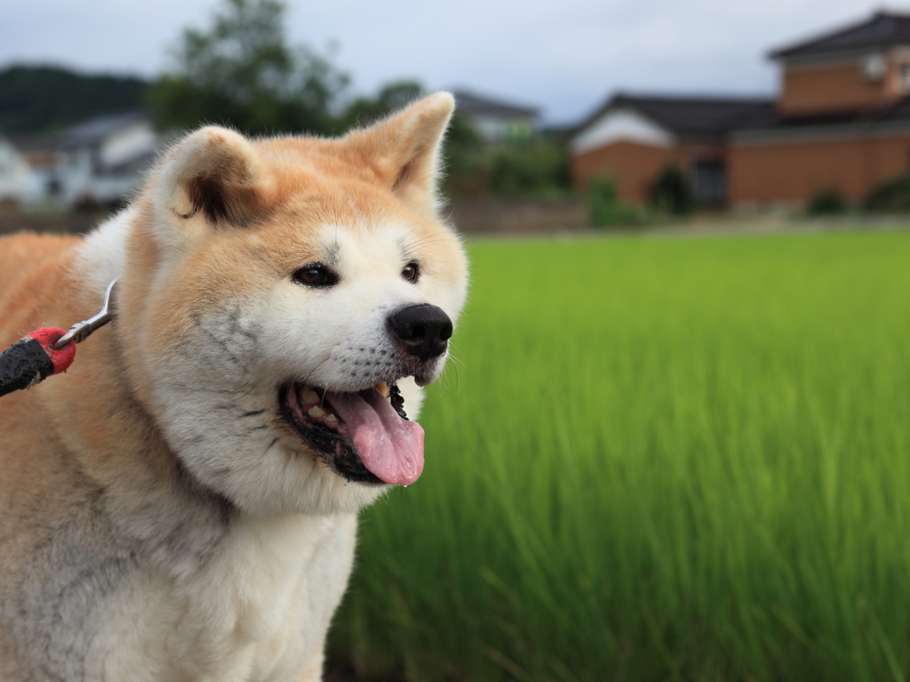 夕方散歩