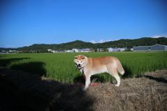秋田犬ヨン　2