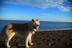 秋田犬と海