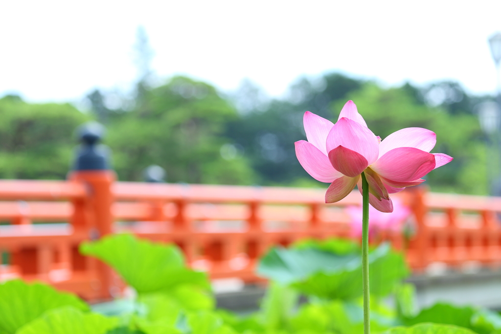 高田公園ハス13