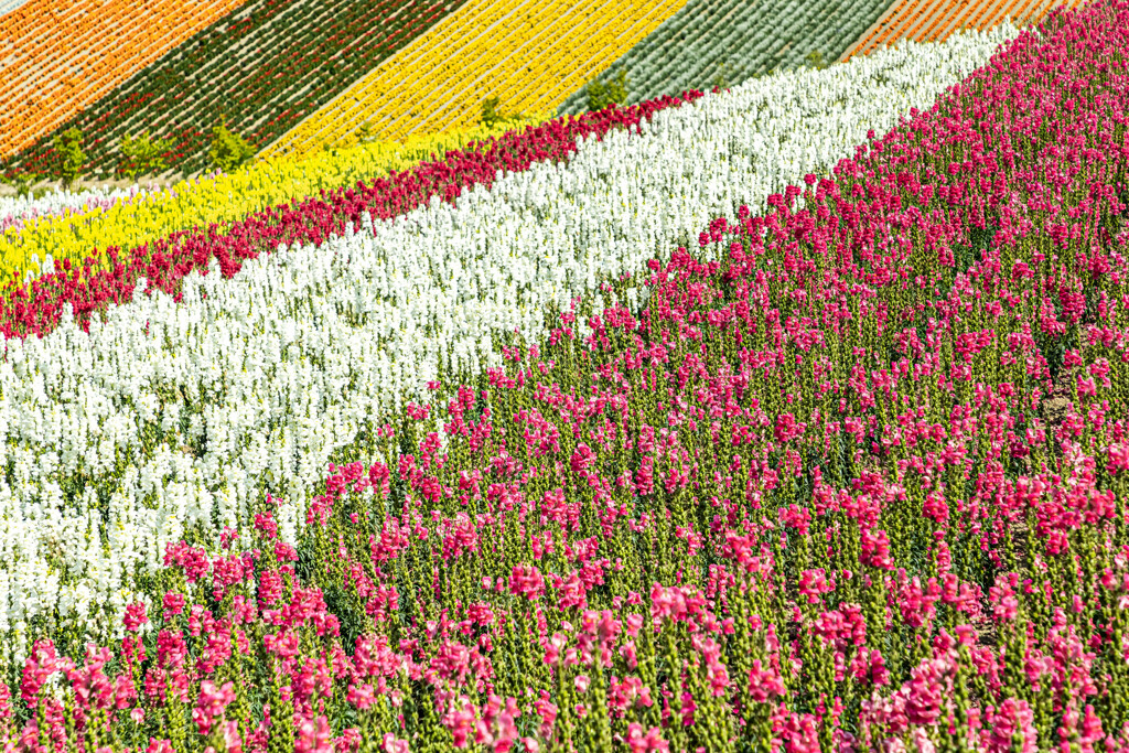 お花の絨毯