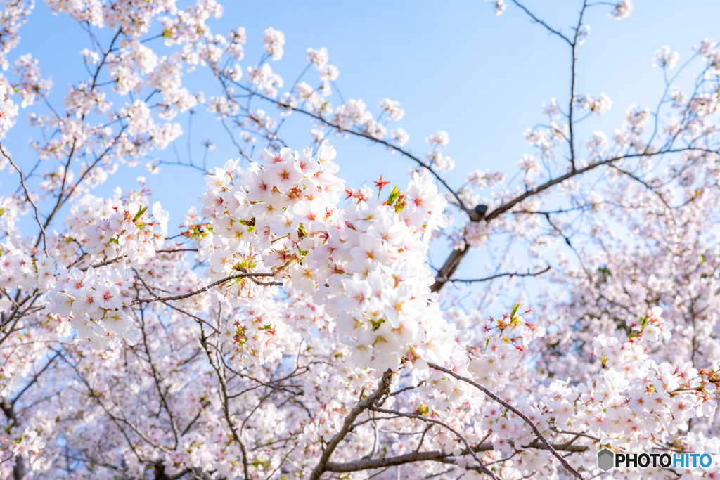 鶴舞公園（春）①