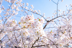 鶴舞公園（春）①