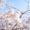 鶴舞公園（春）①