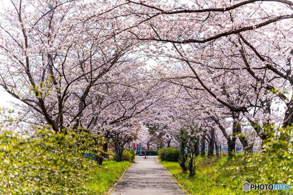 桜トンネル