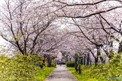 桜トンネル