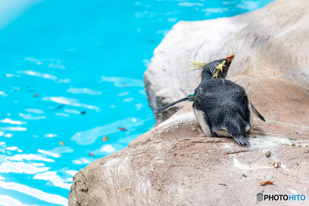 イワトビペンギン