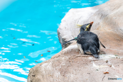 イワトビペンギン