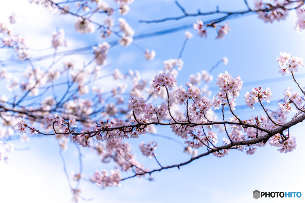 鍋田川堤桜並木