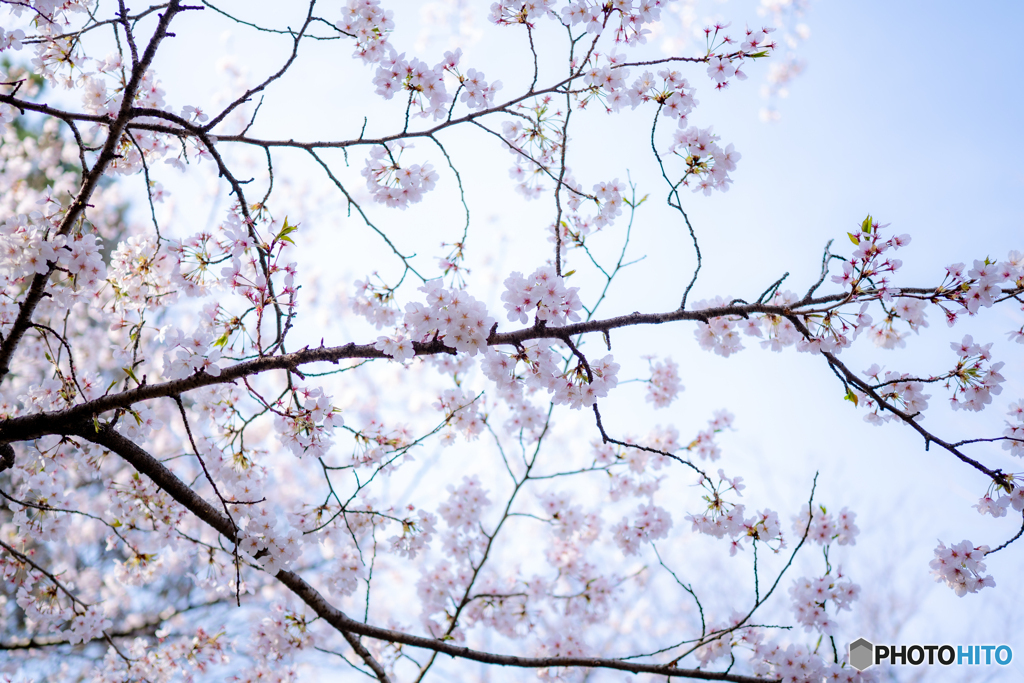 鶴舞公園（春）②