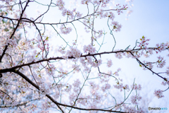 鶴舞公園（春）②