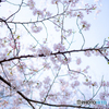 鶴舞公園（春）②