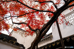 拙政園⑤