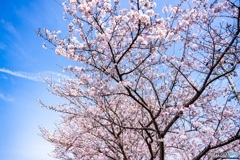 鍋田川堤桜並木