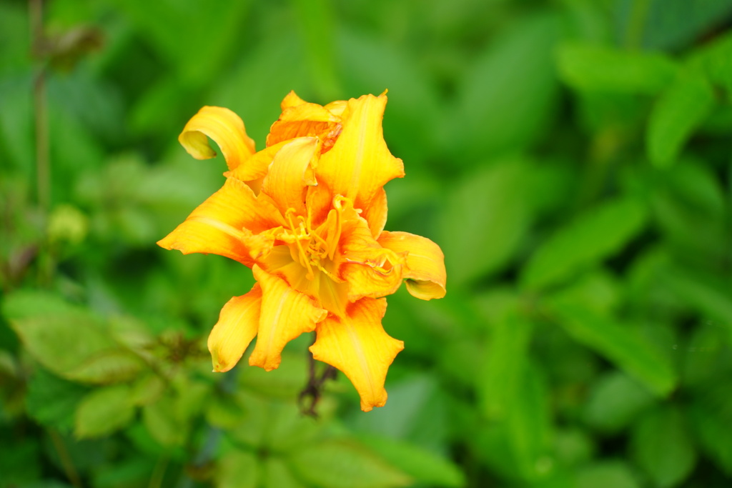 ホバリングする花