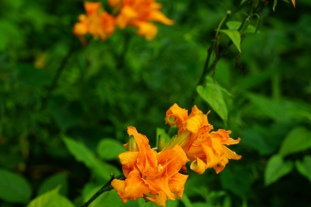 緑のスクリーンに咲く華
